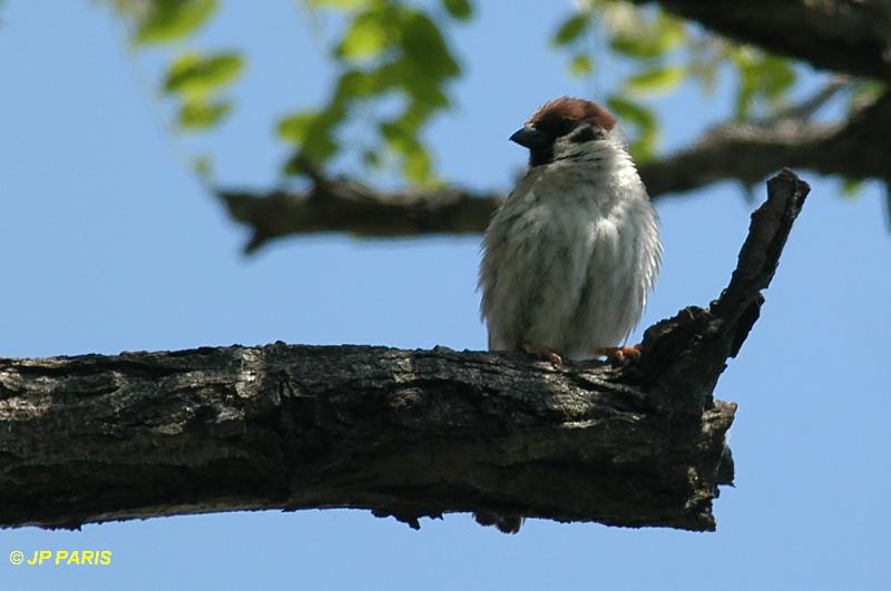 Passer montanus